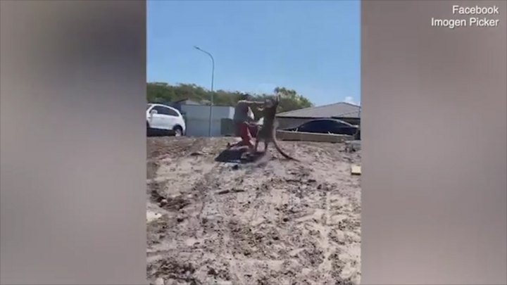 Video: Kangaroo lẻn vào nhà, tấn công người đàn ông