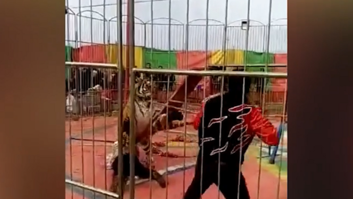 Video: Hổ tấn công nhân viên rạp xiếc khi đang huấn luyện
