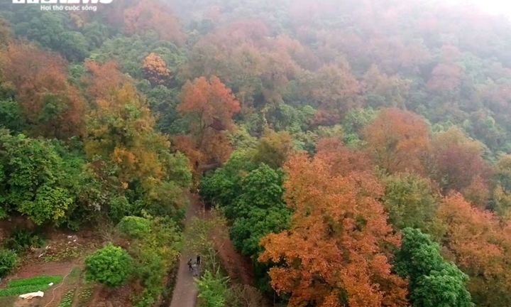 Chùm ảnh: Đẹp nao lòng những tán phong thay màu mùa lá đổ ở Hải Dương 