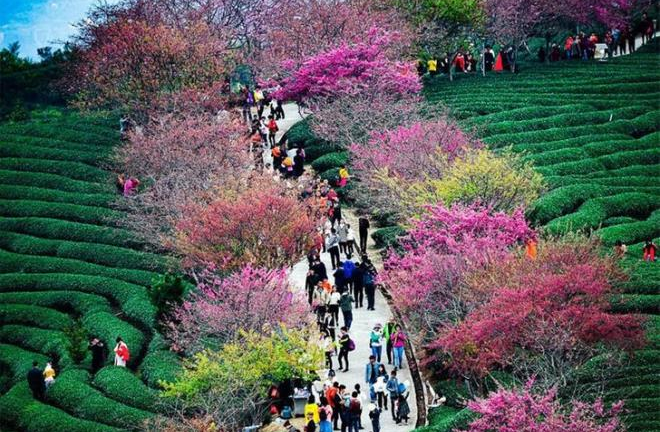 Ảnh: Vẻ đẹp gây choáng ngợp của hoa xuân trên khắp thế giới