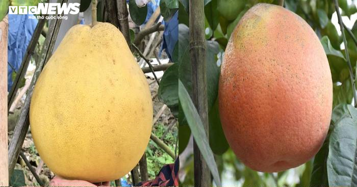 Hải Phòng: 'Sốt' bưởi khổng lồ tiền triệu, khách lùng gần 10 tiếng tìm mua