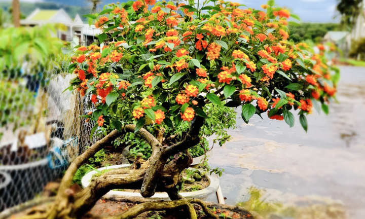 Kiếm bộn tiền nhờ biến hoa dại ven đường thành cây cảnh Tết