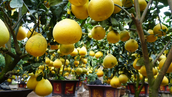 Video: Bưởi Diễn trĩu quả giá chục triệu đồng xuống đường TP.HCM dịp Tết