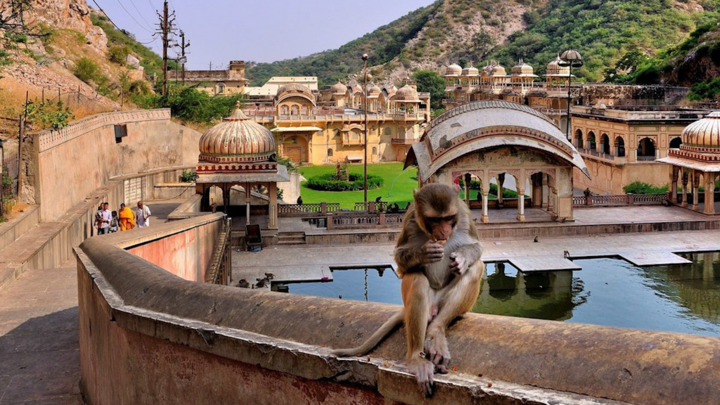 Video: 'Cung điện' dành cho khỉ ở Ấn Độ