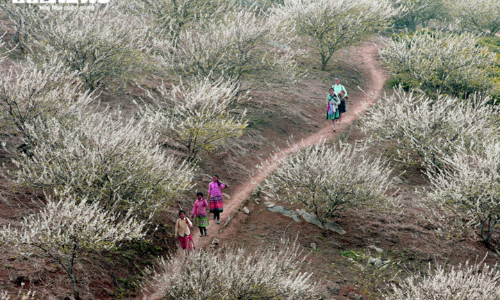 Ảnh: Lên cao nguyên xem hoa mận nở trắng rừng biên giới