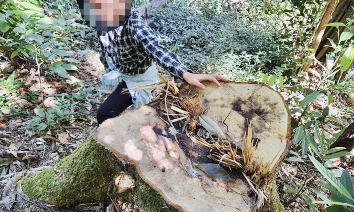 Cận cảnh rừng già ở Gia Lai bị 'xẻ thịt'