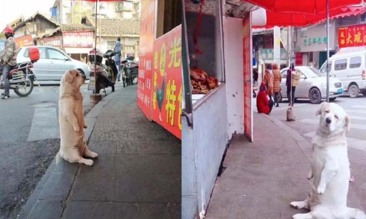 Ảnh chú chó béo thộn mặt chờ ăn trước nhà hàng khiến dân mạng cười lăn