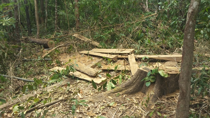 Bắt tạm giam Chủ tịch Hội đồng thành viên công ty phá 3 ha rừng