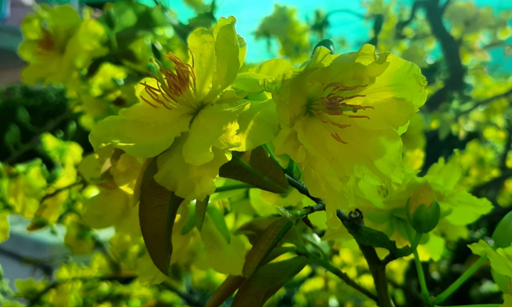 Ảnh: Thủ phủ mai Sài Gòn vào vụ Tết 