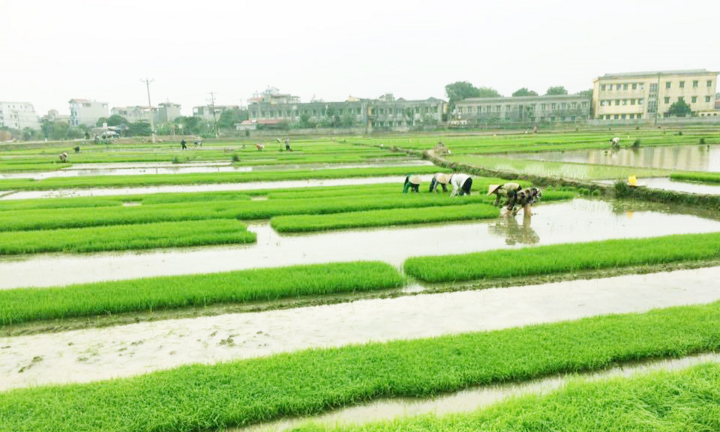 EVN sẵn sàng phục vụ xả nước đổ ải vụ Đông Xuân 2021