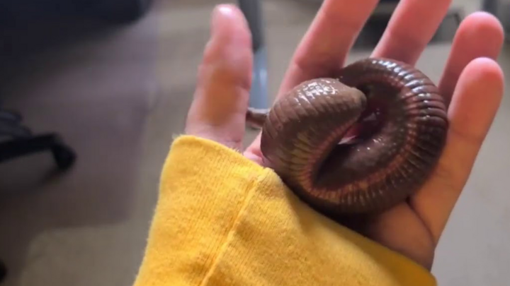 Video: Thú vui rùng rợn nuôi đỉa làm thú cưng