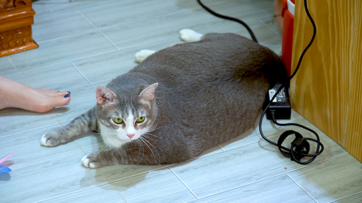 Video: Kỳ lạ cô mèo kén ăn nhưng lại béo tròn như heo ở TP.HCM