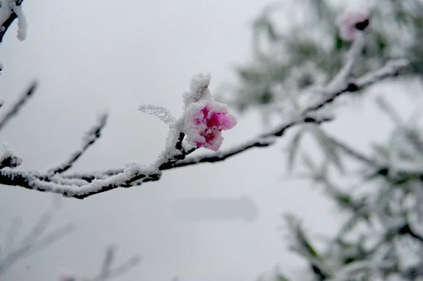 Rét tê buốt, dân mạng xuýt xoa chia sẻ lại ảnh tuyết rơi ở Nghệ An 
