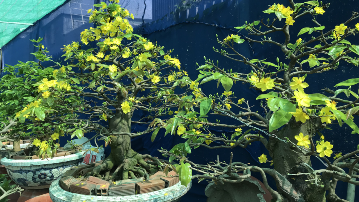 Video: Mai nở sớm, nhà vườn ở thành phố Thủ Đức thất thu