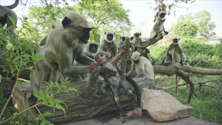 Video: Tưởng một chú khỉ giả đã chết, đàn khỉ xót thương gây xúc động