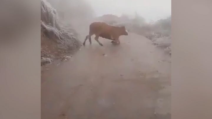 Video: Bò ngã liên tục vì mặt đường đóng băng ở Lào Cai