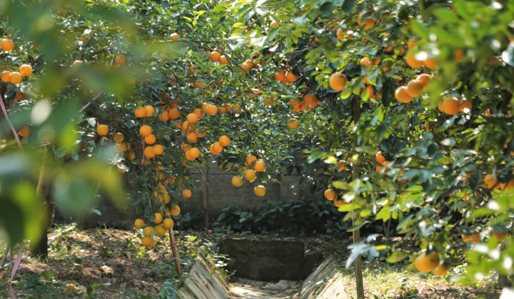 'Cháy hàng' cam Xã Đoài 80.000 đồng/quả