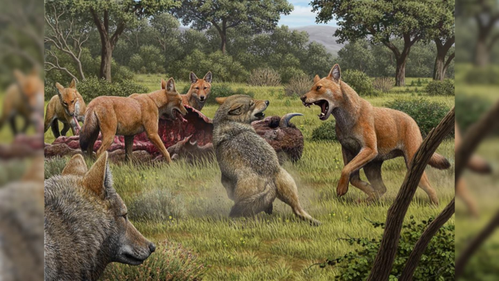 Không ngờ đây mới là lý do khiến loài 'sói' săn cả voi ma mút tuyệt chủng