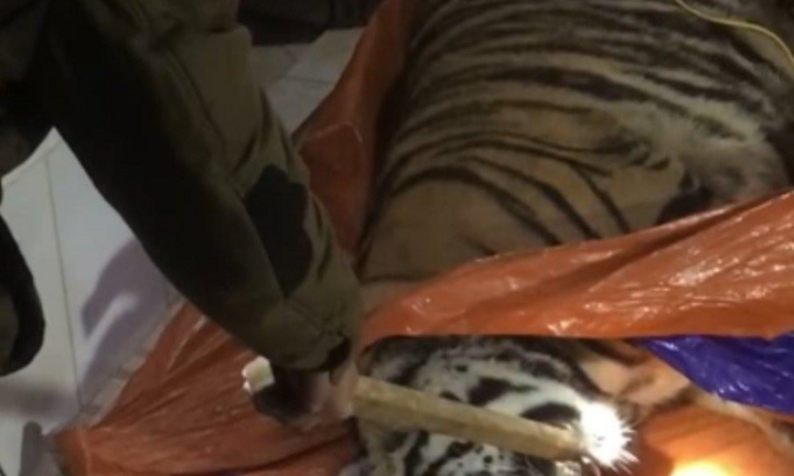 Phát hiện hổ nặng 250kg nằm bất động trong nhà, chủ nhà bỏ trốn