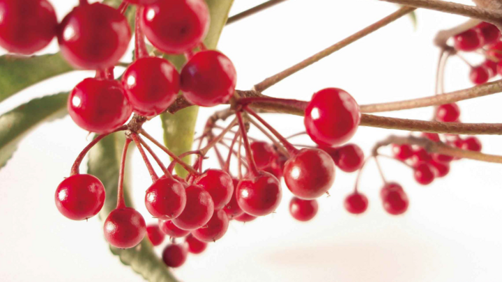 Video: Ngỡ ngàng với nhiều loại hoa kiểng độc lạ dịp Tết ở TP.HCM