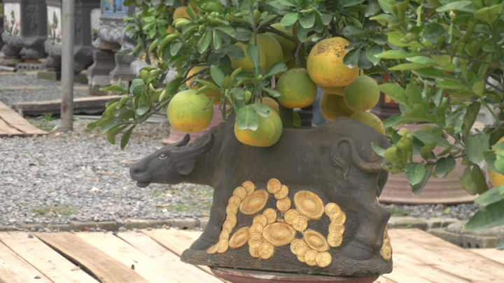 Video: Cận cảnh bonsai 'Trâu cõng bưởi' đón Tết 2021 
