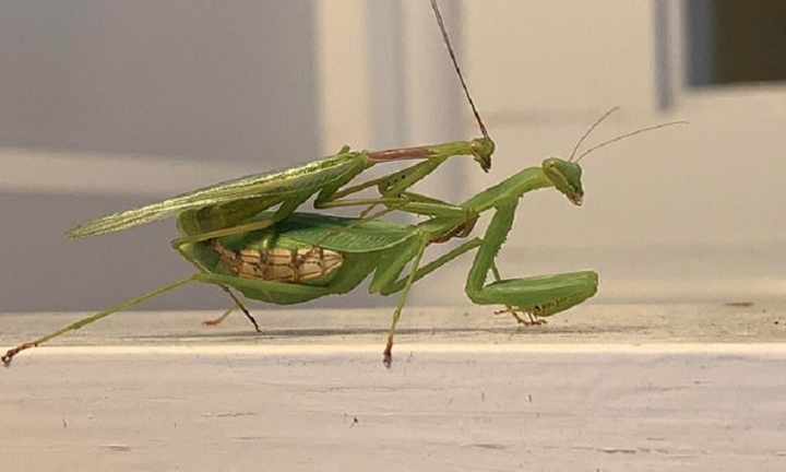 Chiến thuật cao tay của bọ ngựa đực để tránh bị bạn tình ăn thịt 