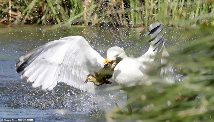 Mòng biển mon men tới gần đàn con, vịt mẹ nổi đóa tấn công