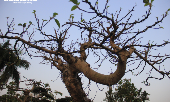 Ngắm cây sung thế lạ gần 100 tuổi giá trăm triệu đồng