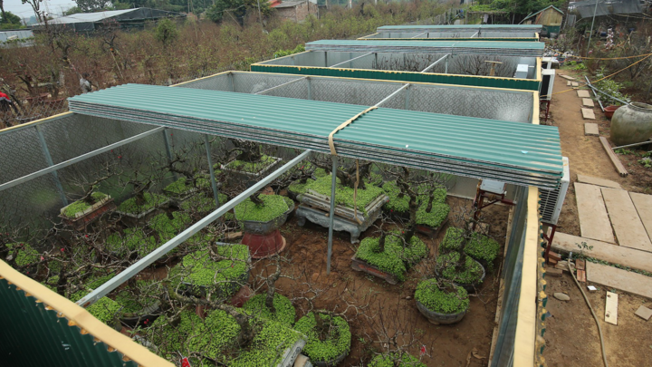 Video: Lắp điều hòa chăm sóc đào Thất Thốn ở Hà Nội