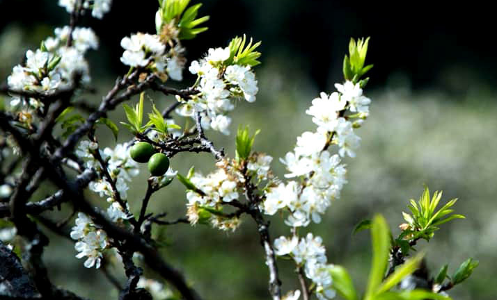 Hoa mận cổ giá tiền triệu hút dân chơi Hà thành