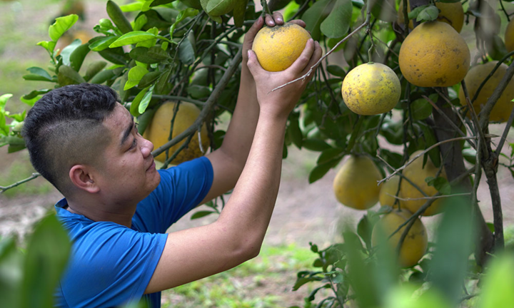 Thủ phủ bưởi Diễn bội thu những ngày giáp Tết Nguyên đán