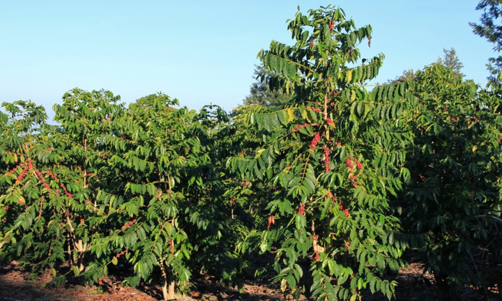 Phân bón Phú Mỹ ra mắt sản phẩm mới Đạm Phú Mỹ + KeBo