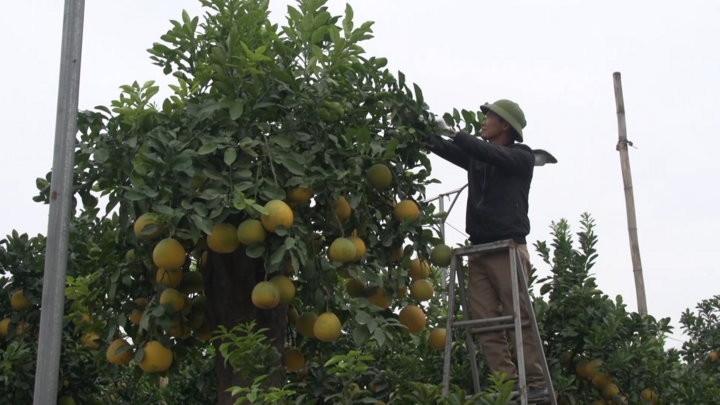 Video: Cận cảnh cây bưởi cổ cao 4m, cho thuê gần 100 triệu đồng 