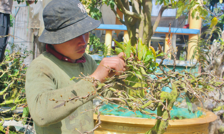 Bỏ túi tiền triệu nhờ nhặt lá mai dịp cận Tết