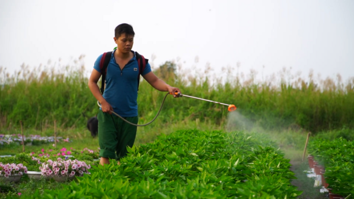 Video: Dịch COVID-19 bùng phát, nhà vườn trồng hoa Tết ở TP.HCM lao đao 