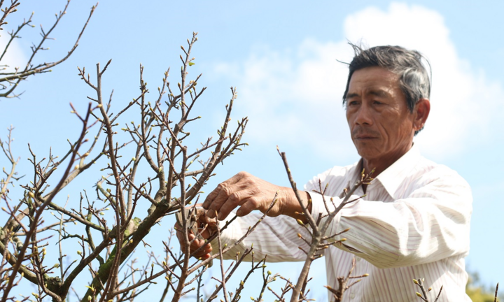 Vườn mai bạc tỷ của lão nông xứ Quảng