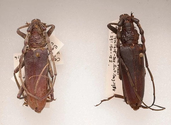 Phát hiện cặp bọ cánh cứng gần 4.000 năm tuổi trong khúc gỗ mục