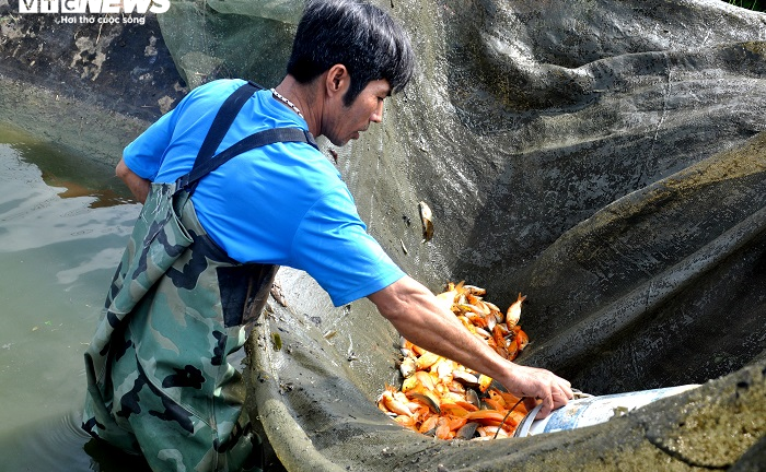 Làng nuôi cá chép đỏ xứ Thanh kiếm bộn tiền ngày giáp Tết