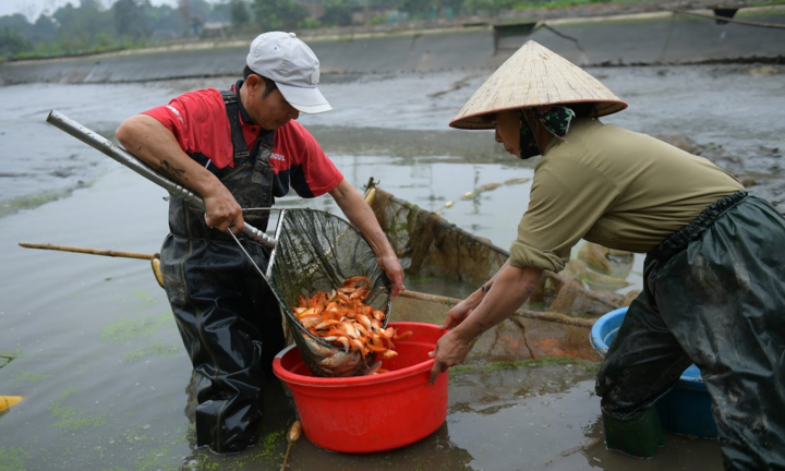 Video: Làng nuôi cá chép đỏ tất bật trước ngày ông Công ông Táo