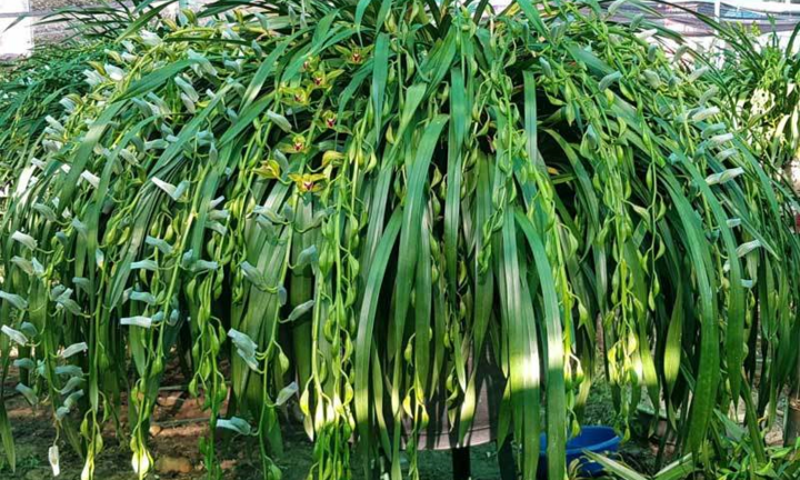 Nhà giàu siết chặt túi tiền, lan Trần Mộng huyền thoại ế chưa từng có