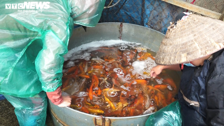 Ảnh: Chợ cá Yên Sở, Hà Nội nhộn nhịp trước ngày ông Công, ông Táo