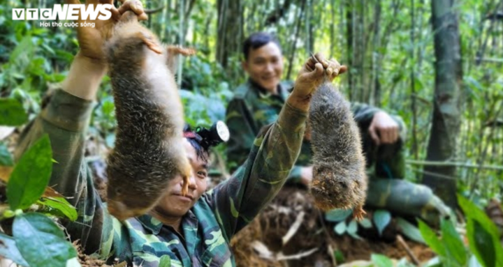 Xác minh nhóm thanh niên vào rừng quay clip săn bắt dúi tự nhiên