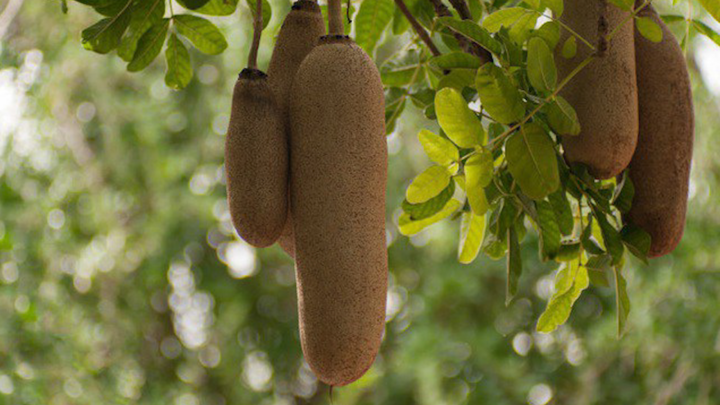 Video: 'Cây xúc xích' có quả khổng lồ nặng 10 kg ở châu Phi