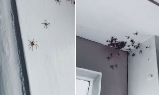 Kinh hãi cảnh đàn nhện trăm con bò lúc nhúc trên trần nhà