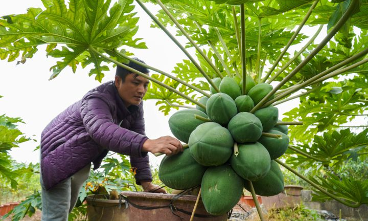 Video: Cận cảnh đu đủ bonsai giá chục triệu đồng ở Hưng Yên