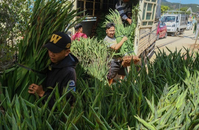 Hoa Tết ế ẩm, chính quyền địa phương kêu gọi ‘giải cứu’ cho nông dân