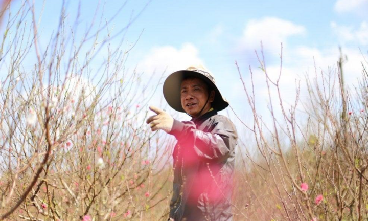 Chủ vựa hoa Tết ở Đắk Lắk 'méo mặt' vì COVID-19