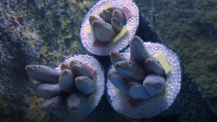 Video: Triển lãm sushi lươn sống ở thủy cung Nhật Bản