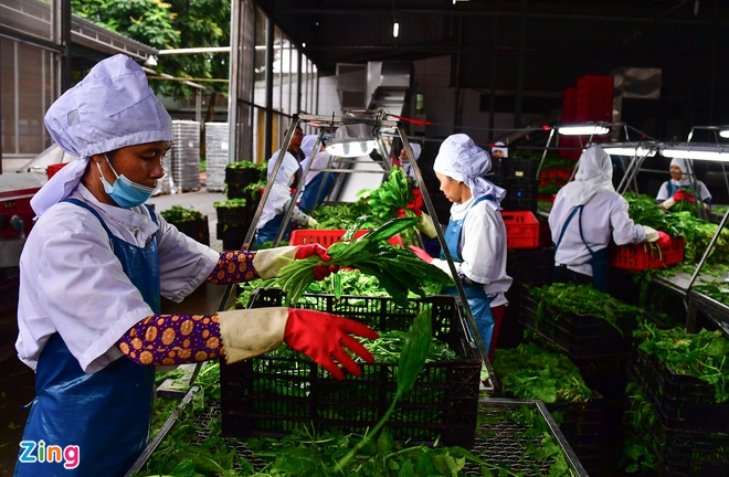 Xuất khẩu nông sản hướng đến 62 tỷ USD