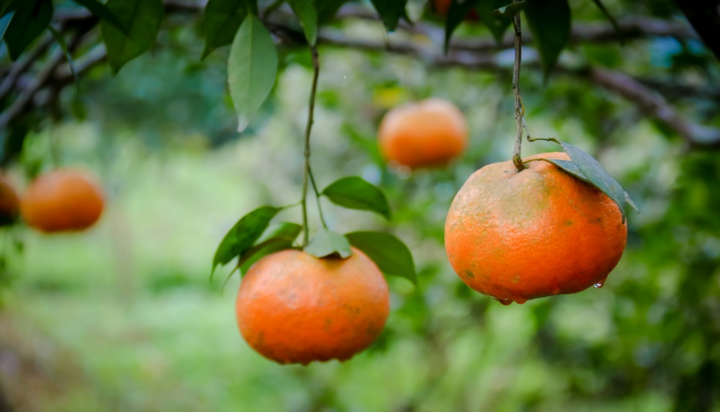 Ảnh: Thăm 'thủ phủ' cam bù nức tiếng ở Hà Tĩnh 